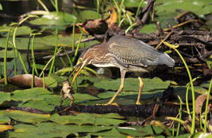 Green Heron and Frog; Barbara Taskovics